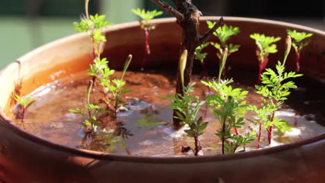 Close-up-shot-of-small-plants-in-the-water