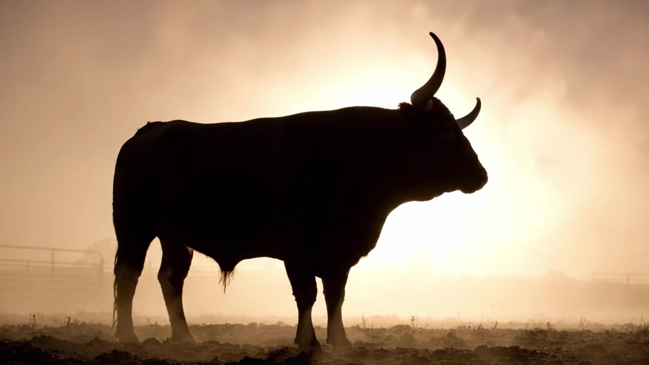 Maestosa silhouette di una mucca Highland che si erge fiera contro uno sfondo di luce solare splendente, catturata in un paesaggio nebbioso che ne esalta la bellezza naturale