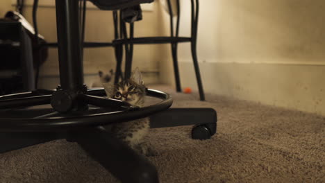 a playful tabby kitten looking around at human grabbing a bag, medium shot