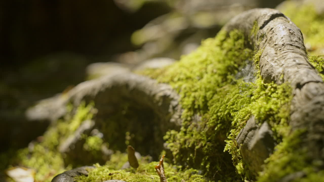 Close-up of Moss and Tree Roots