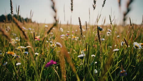 beautiful wildflowers in a meadow at sunset
