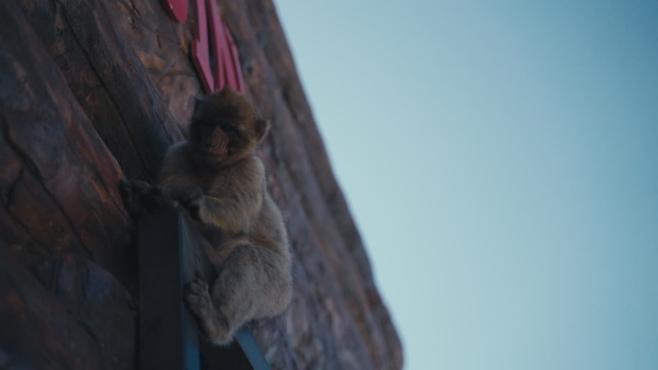 A young gibraltar ape chills on the window frame