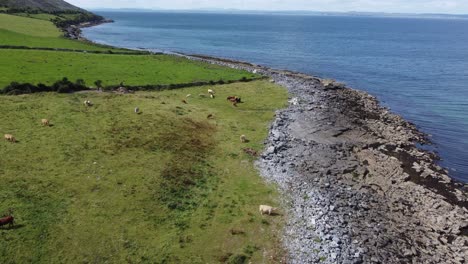 cattle grazing on salt marsh on the west coast of ireland