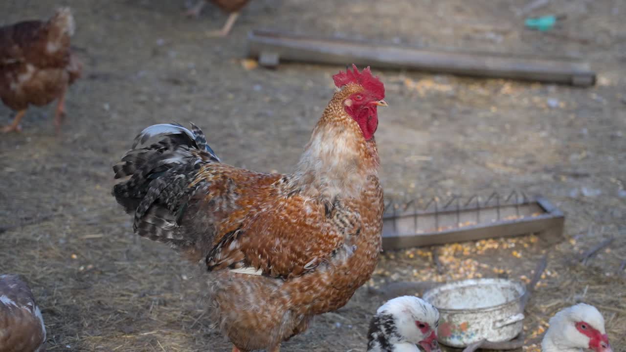 Rooster standing among chickens in dirt farmyard