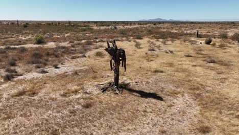 cactus with malformation filmed with a drone in a circular way