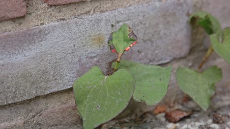 Weed-burner-gardening-tool-burning-weed-plant-growing-between-wall-and-garden-tiles