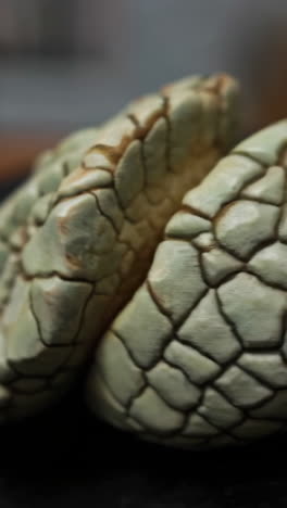 textured close-up of reptilian scales