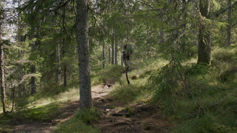 two older hikers walking a lush forest trail under sun-dappled trees and quiet natural beauty. idyllic.