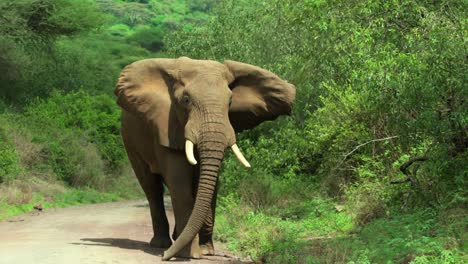 a large elephant bull moch charges down a road