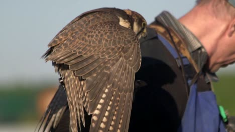 halcón sacre, falco cherrug, sentado en el guante de cuero de los halconeros y comiendo presas