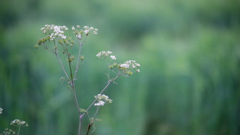 Cow-parsley-in-a-field-in-rural-Northern-Ireland