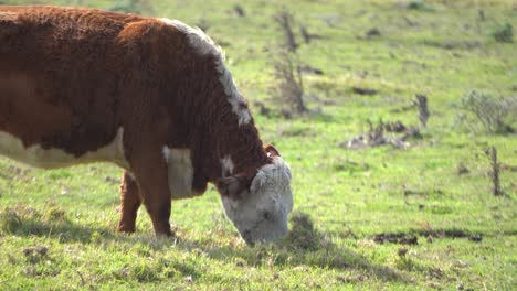 Kühe-Grasen-Auf-Frischem-Gras