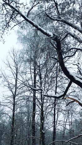 beautiful trees covered by snow in forest in winter. freshness atmosphere of natural landscape of snowy trees outdoors. slow motion. camera moves bottom up. vertical video