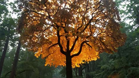 golden tree in the forest