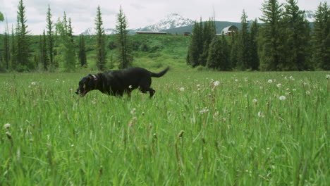 Schwarzer-Laborhund,-Der-Durch-Grüne-Wiese-Mit-Malerischen-Landschaft-Colorado-Mountains-Läuft