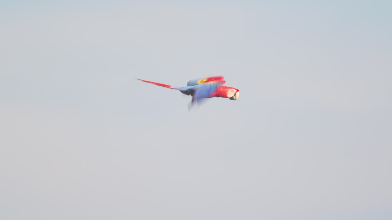 Scarlet macaw Flock flying together through the dense Amazon jungle, a mesmerizing view of tropical beauty.
