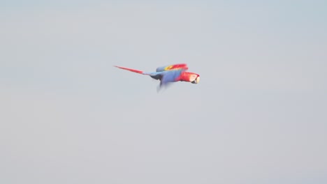 scarlet macaw flock flying together through the dense amazon jungle, a mesmerizing view of tropical beauty.