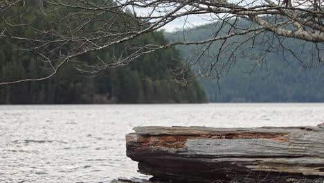 slow pan right view across fallen tree beside lake with forest in the background