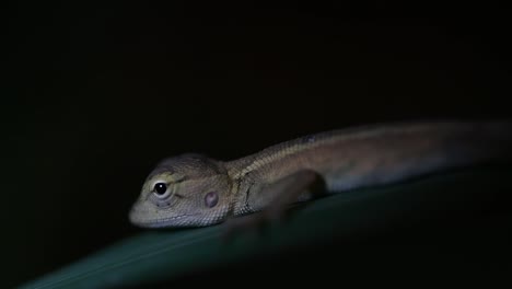 El-Lagarto-De-Jardín-Oriental-También-Se-Llama-Lagarto-De-Jardín-Oriental,-Chupasangre-Y-Lagarto-Cambiable