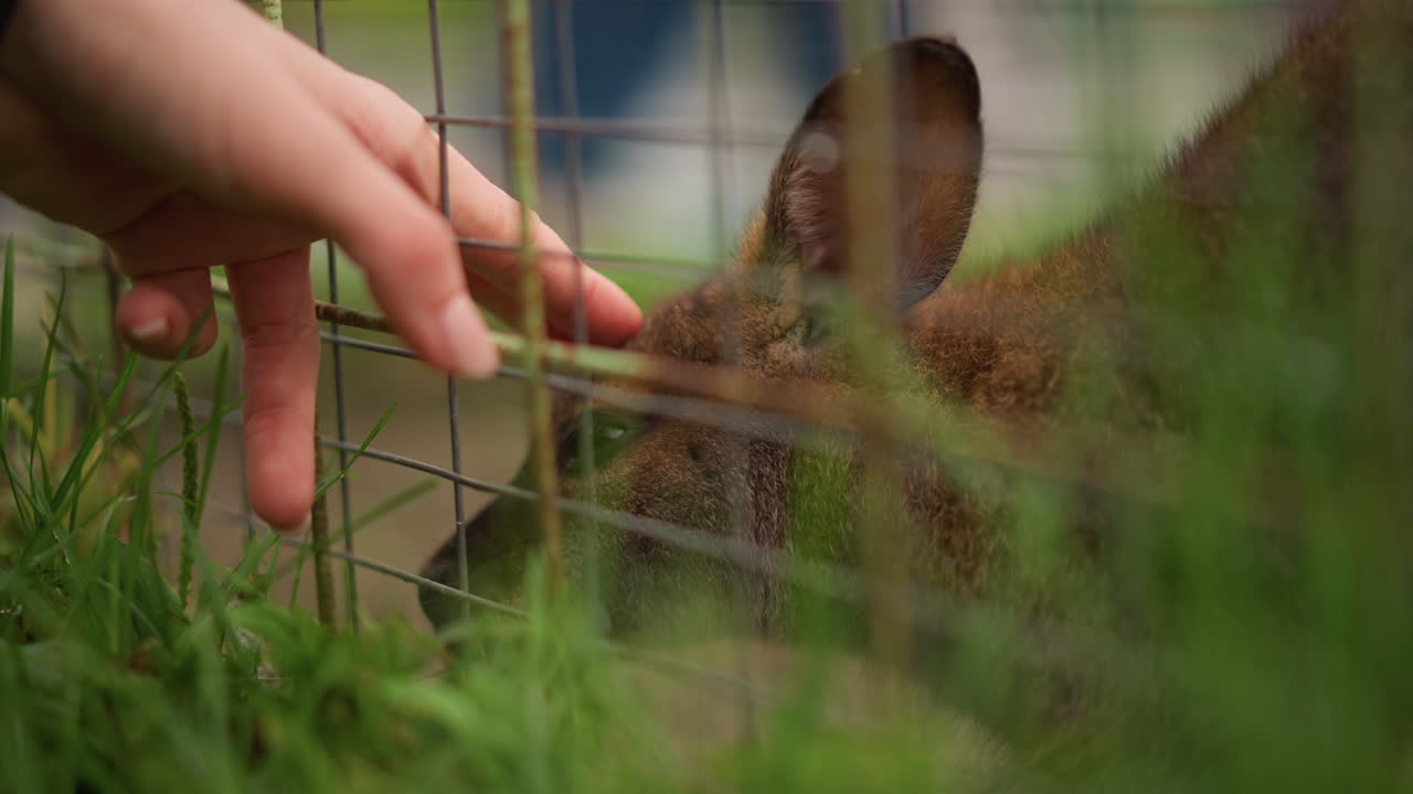 Hand, die sich ausstreckt, um ein Wallaby durch einen Zaun zu streicheln, Nahaufnahme mit Drahtgeflecht und grünem Gras im Vordergrund, weiches braunes Fell und neugierige Schnauze, die an den Fingerspitzen schnuppert, Besucher bietet sanften Kontakt, warm und zärtlich
