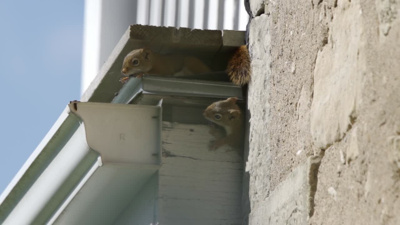 집 지붕을 손상시키는 붉은 다람쥐