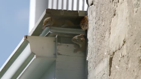 red squirrels damaging the roof of a home