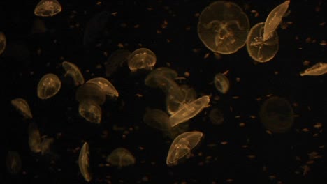 Underwater-Shot-Of-A-Group-Of-Moon-Jellyfish-Swimming