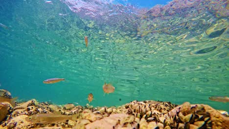 fish swimming over bottom of ohrid lake in macedonia