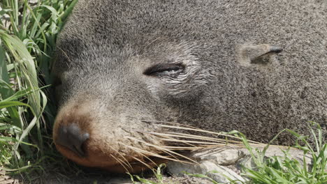 Cerca-De-Lobo-Marino-Durmiendo-En-Kaikoura,-Nueva-Zelanda