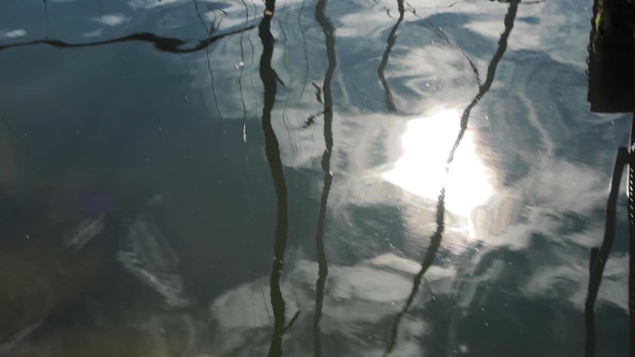 rippled reflection of tree on the water surface. 4K