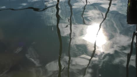 rippled reflection of tree on the water surface. 4k