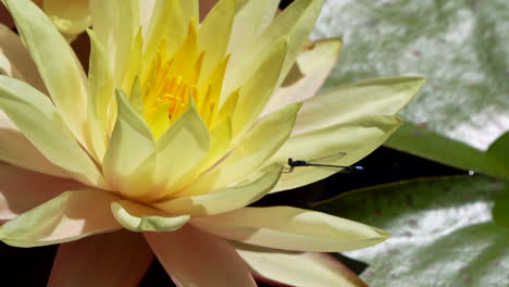 damselfly on a water lily