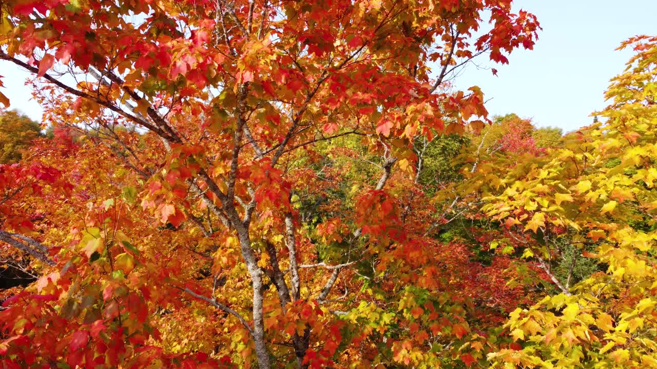 Close-up of a maple tree ablaze with fiery red and orange leaves, Northern Ontario