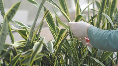 caring for snake plants: pruning and maintenance
