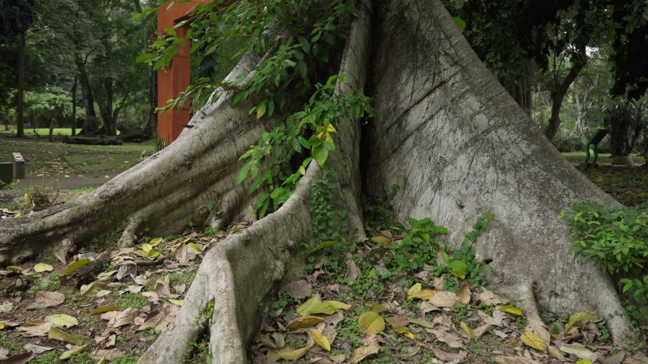 Tree root intertwined foundation, woodland environment, shaded forest