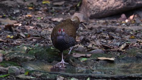 Agua-Potable-Con-El-Pie-Derecho-Hacia-Adelante-Como-Se-Ve-En-Lo-Profundo-Del-Bosque,-Kalij-Faisán-Lophura-Leucomelanos,-Hembra,-Tailandia