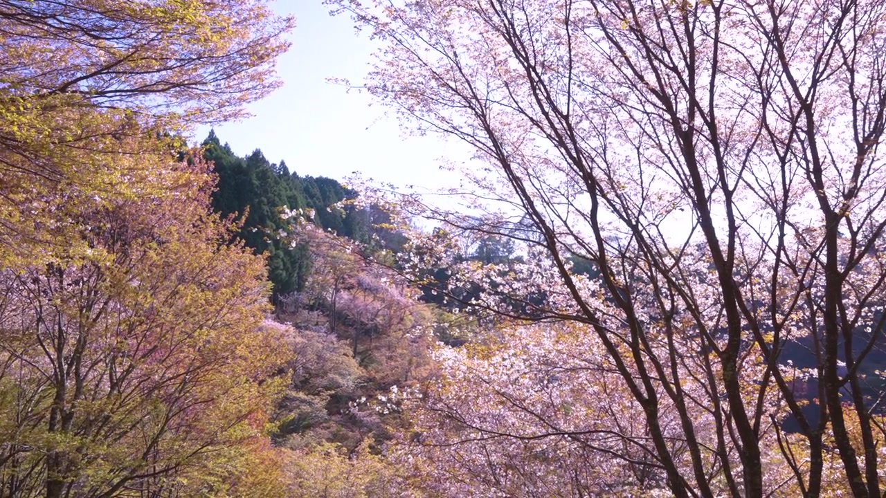 晴れた日の日本の春、ピンクの桜の花のエスタブリッシングショット。