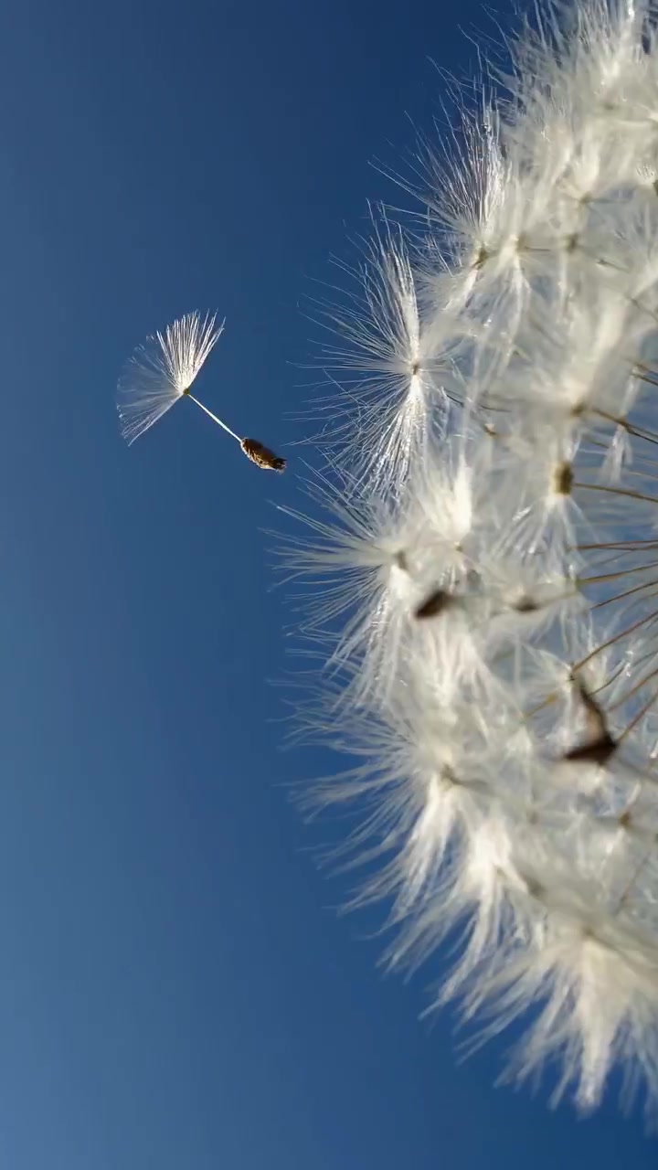 Semi di tarassaco che volano nel vento contro un cielo azzurro limpido
