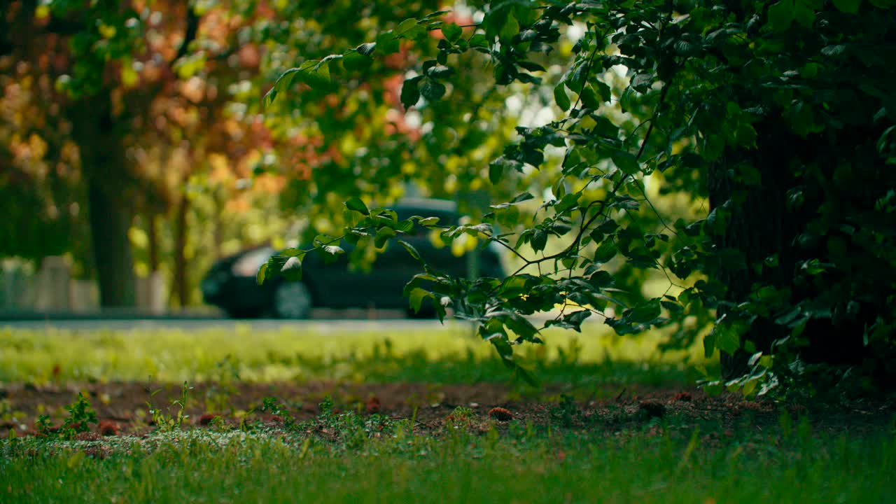 árbol de parque verde soplando en cámara lenta de brisa mientras el coche y el peatón pasan por la escena