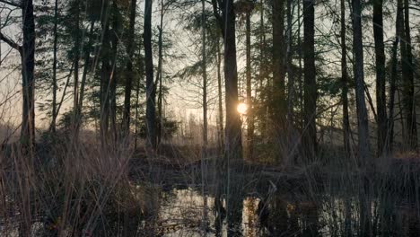sunrise or sunset in a forest swamp