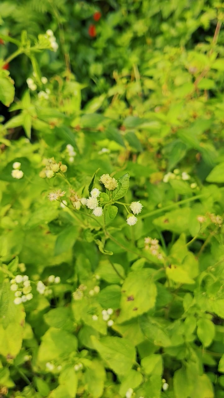 Small White Wildflowers Blooming in a Lush Green Garden