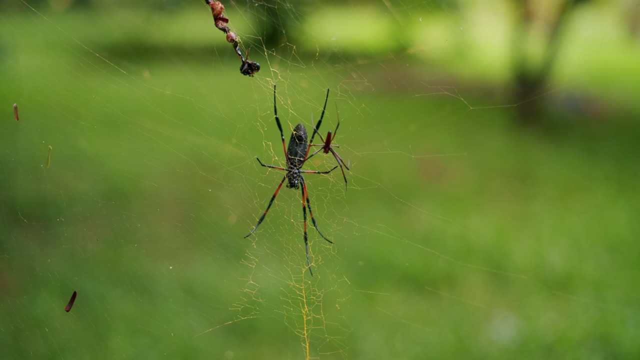 primer plano de la araña tejedora de oro de patas rojas