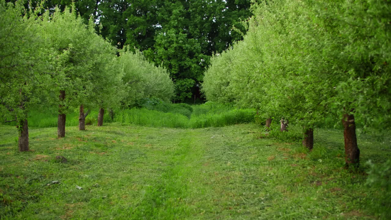 прекрасный зеленый лес в ветреную погоду. природа живописный вид.