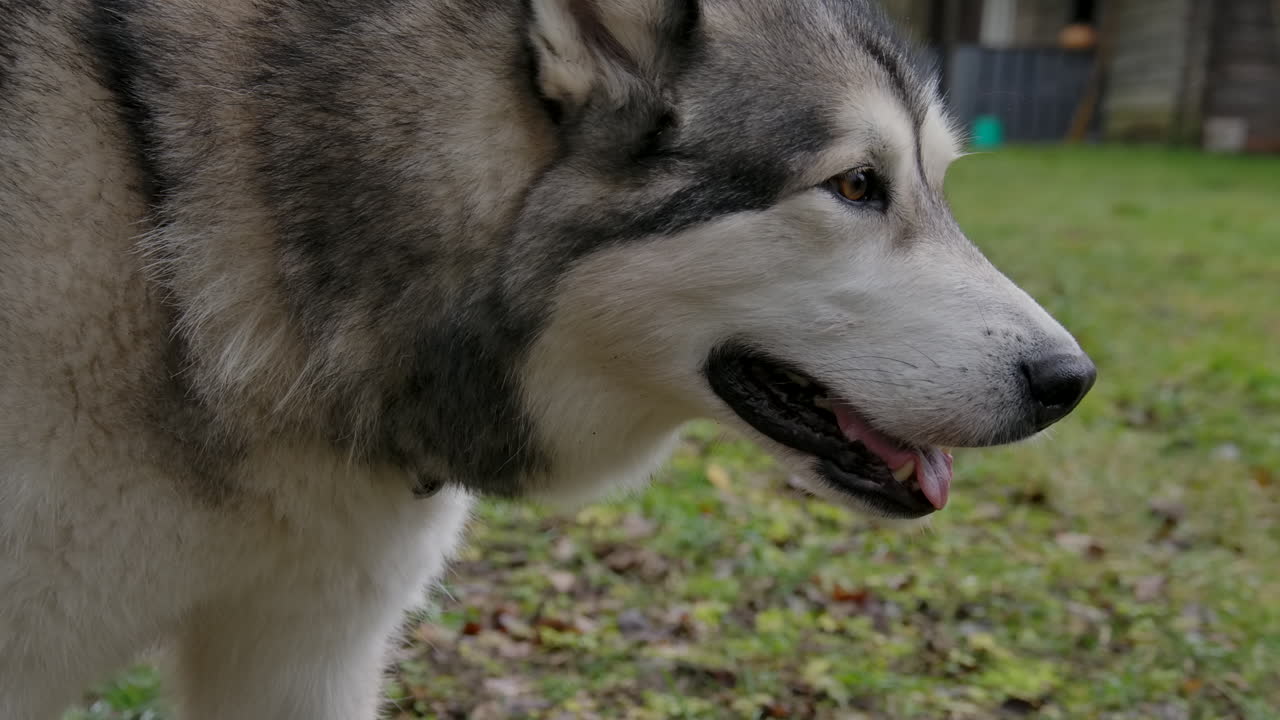 Slow motion close up of a Malamute dog