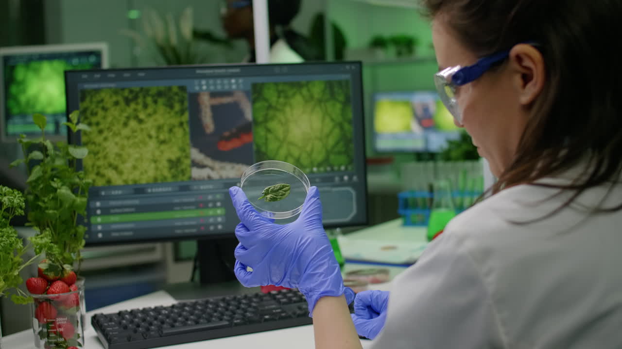Botanist researcher holding petri dish with green leaf sample analyzing genetic mutation