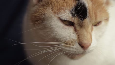 head shot of calico domestic cat as she stares into camera