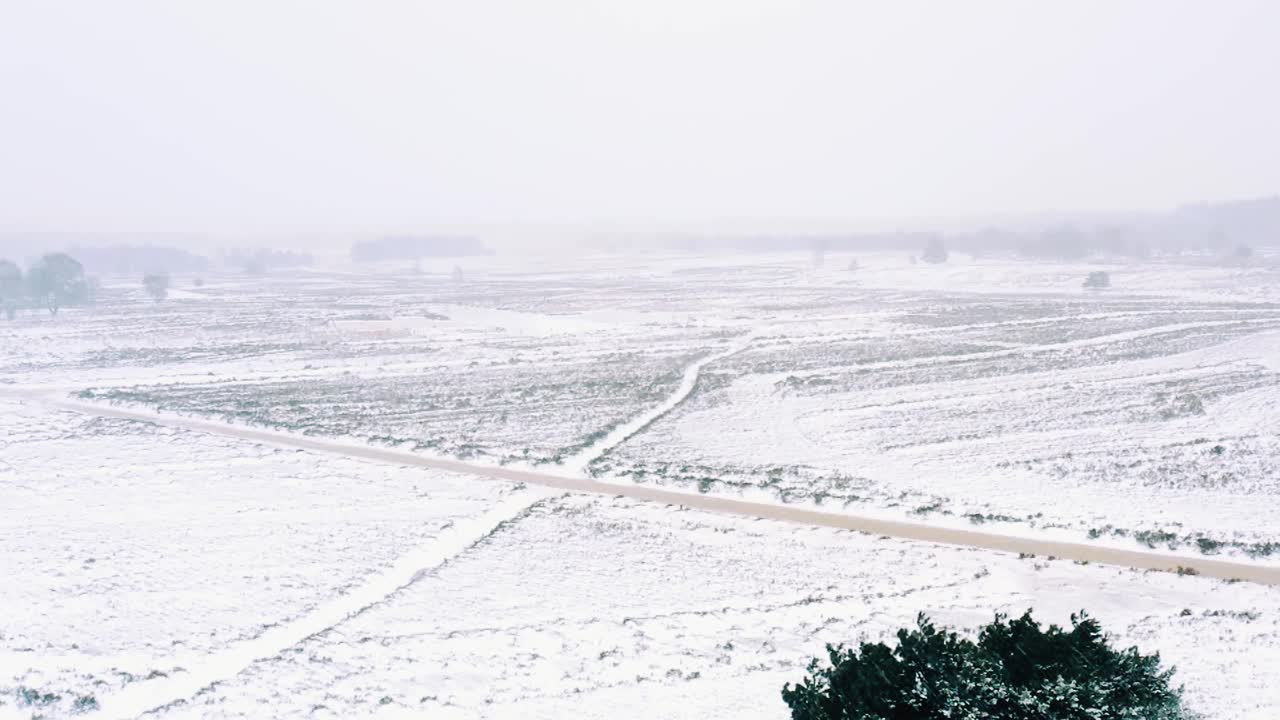 pedestal aéreo sobre un árbol verde solitario paisaje invernal cubierto de nieve en el parque nacional veluwe