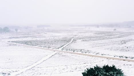 Luftsockel-über-Einsamer-Grüner-Baum-Schneebedeckte-Winterlandschaft-Im-Veluwe-nationalpark