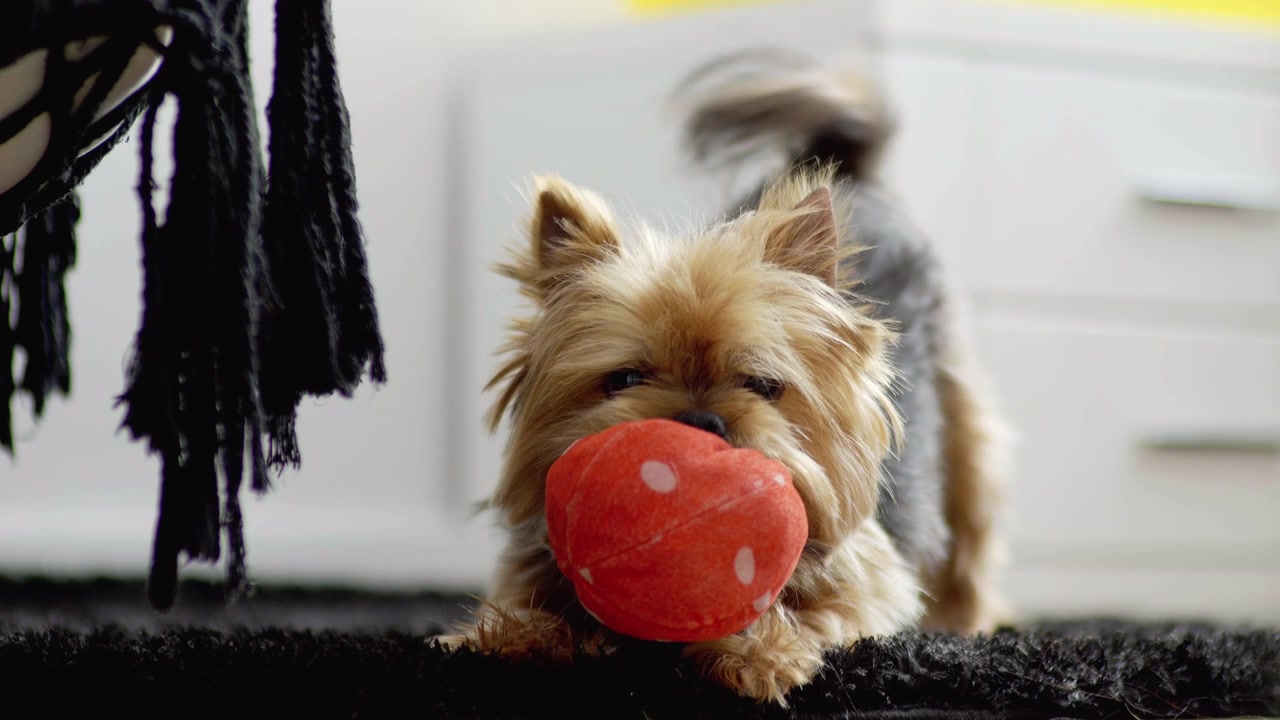 The sweet dog plays with a red ball and wags its tail