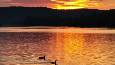 spectacular lake view of wilderness at golden hour while two loons pass by